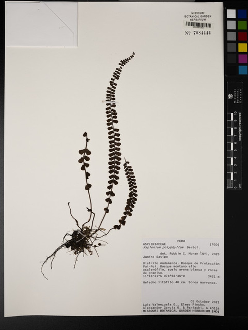 Asplenium polyphyllum photo 2