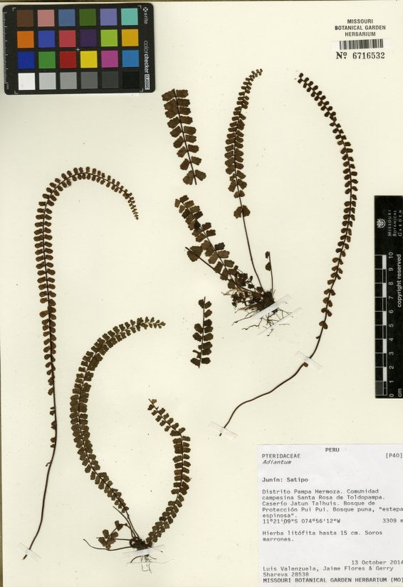 Asplenium polyphyllum photo 3