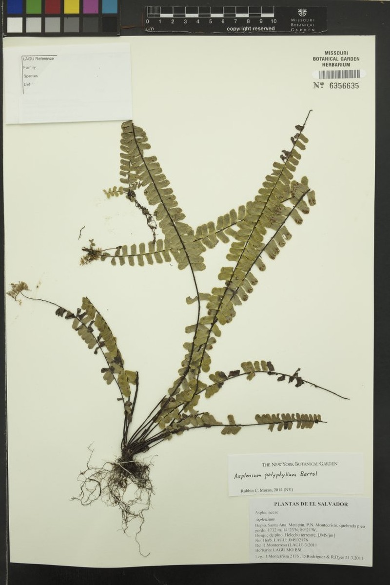 Asplenium polyphyllum photo 4