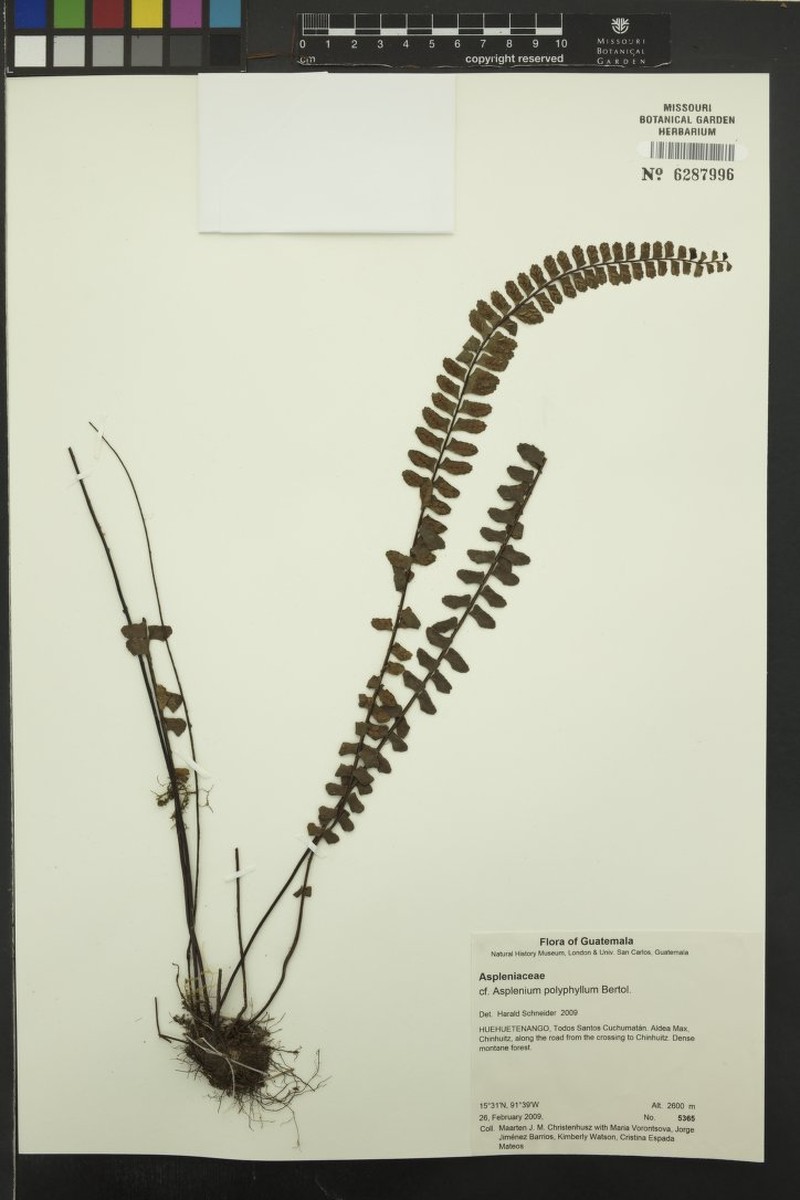Asplenium polyphyllum photo 5