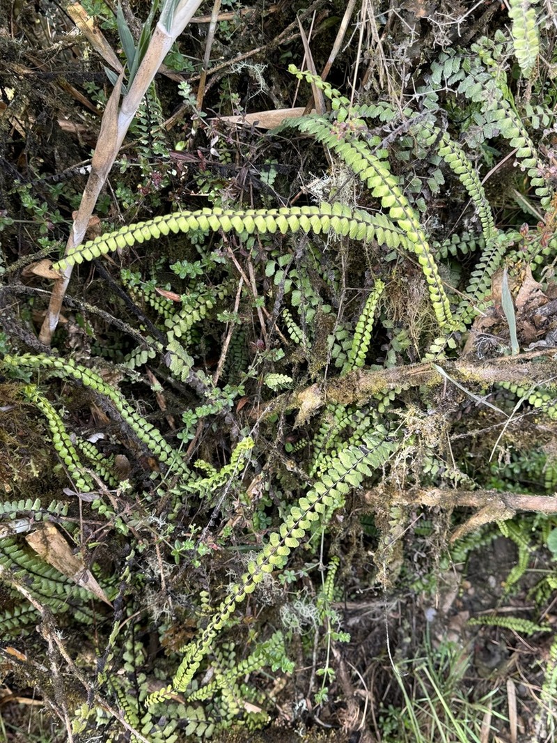 Asplenium polyphyllum