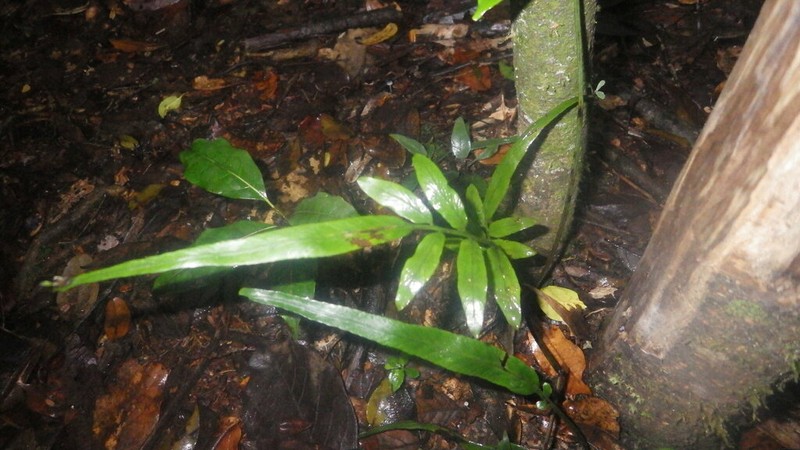 Asplenium poolii photo 3