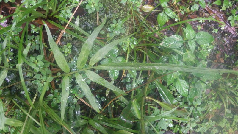 Asplenium poolii photo 4