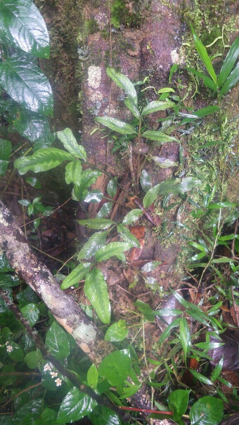 Asplenium poolii photo 5