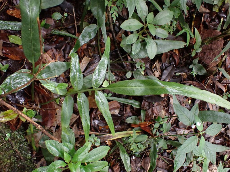 Asplenium poolii photo 6