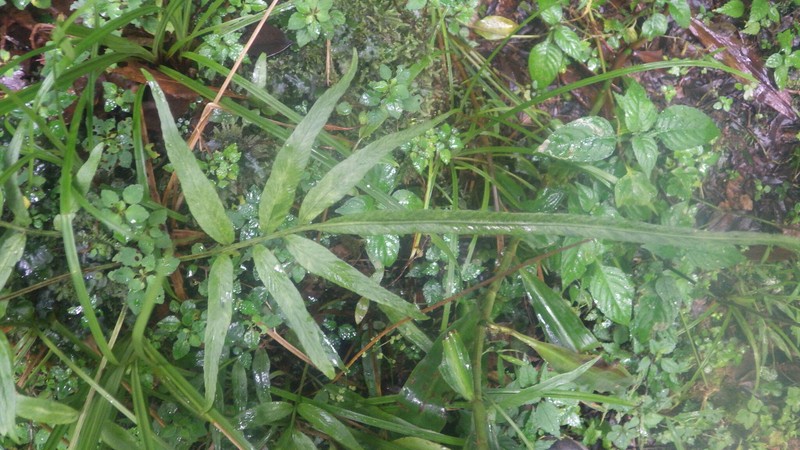 Asplenium poolii photo 7