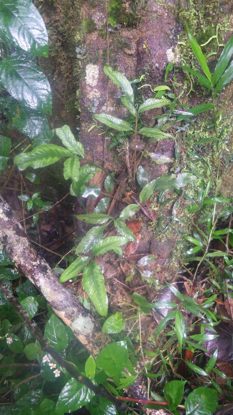 Asplenium poolii photo 8