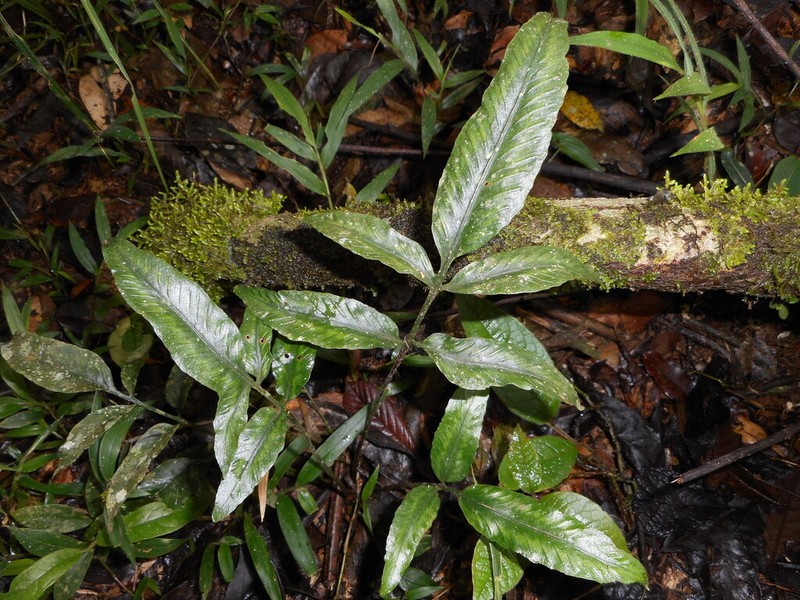 Asplenium poolii