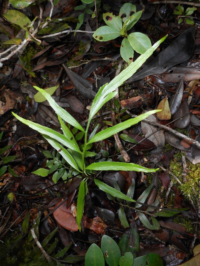 Asplenium poolii photo 2