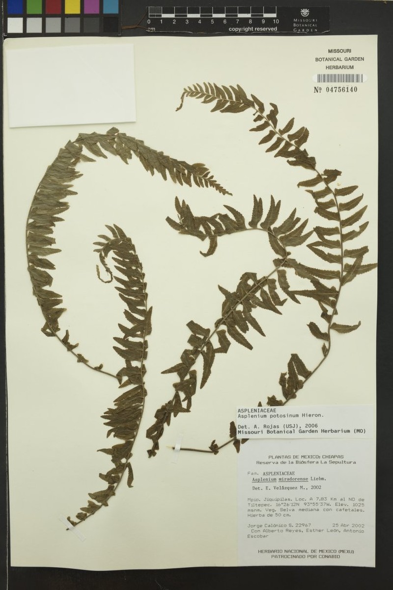 Asplenium potosinum photo 3