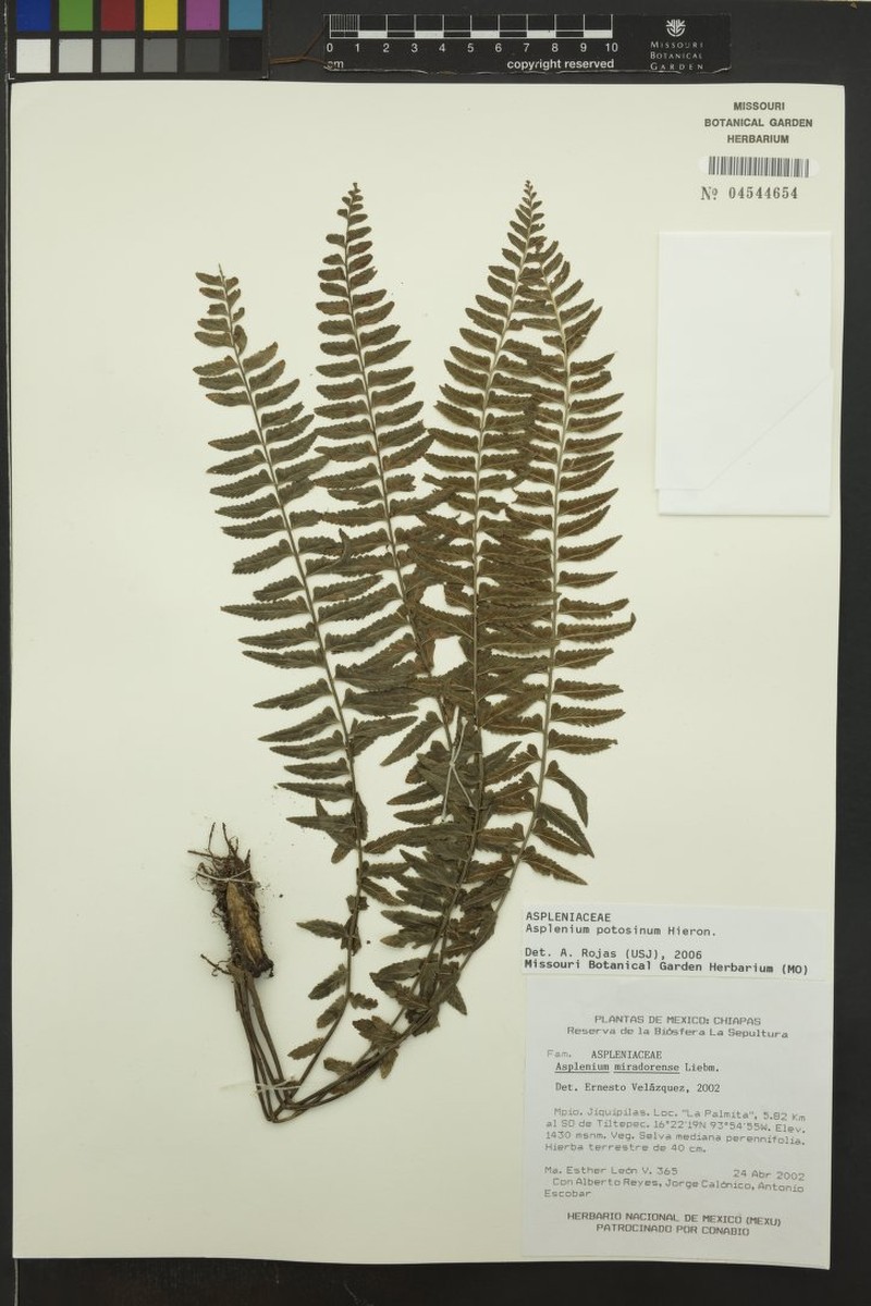 Asplenium potosinum photo 4