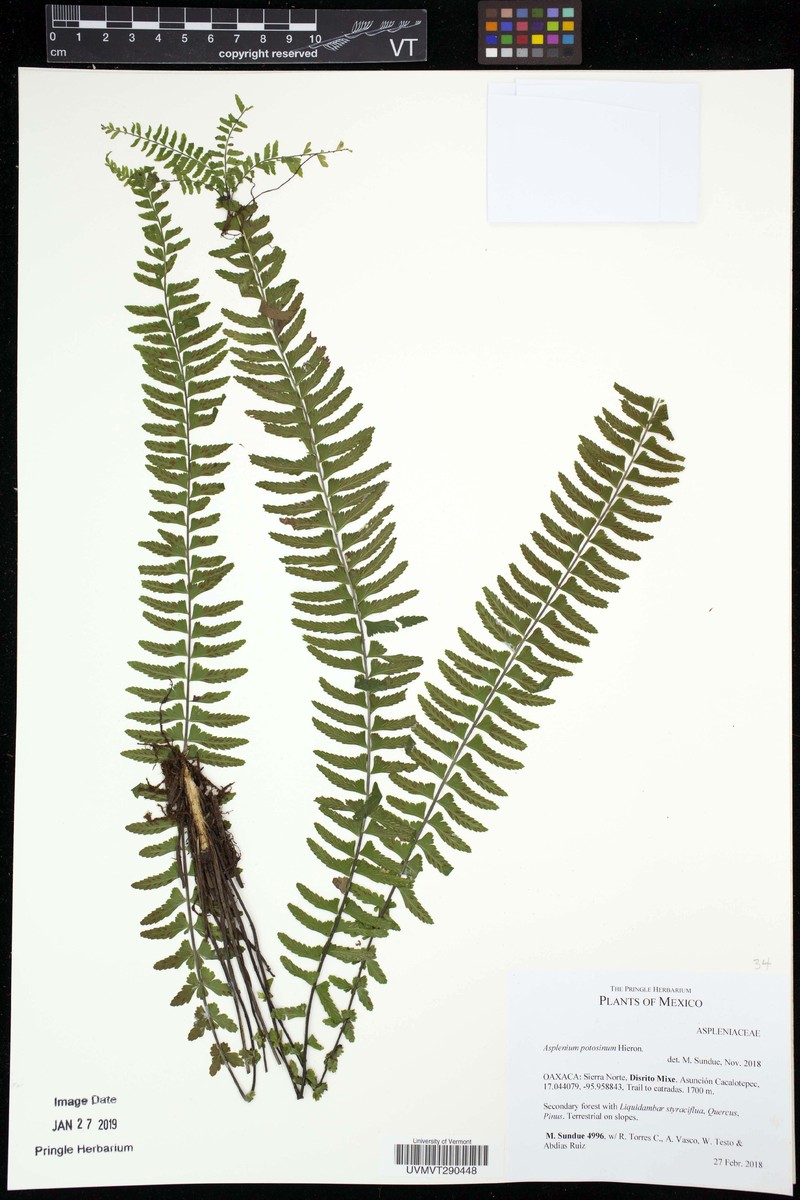 Asplenium potosinum
