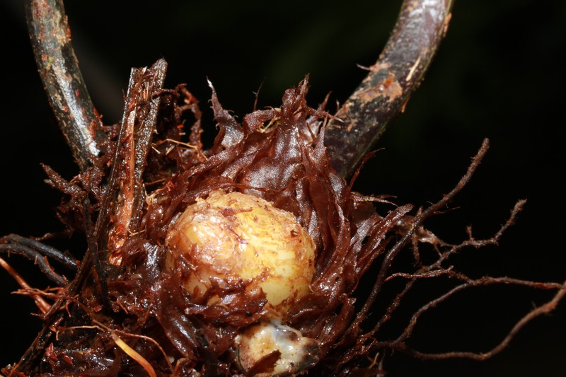Asplenium powellii