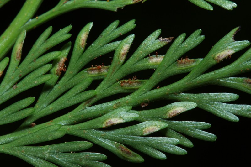 Asplenium powellii photo 2
