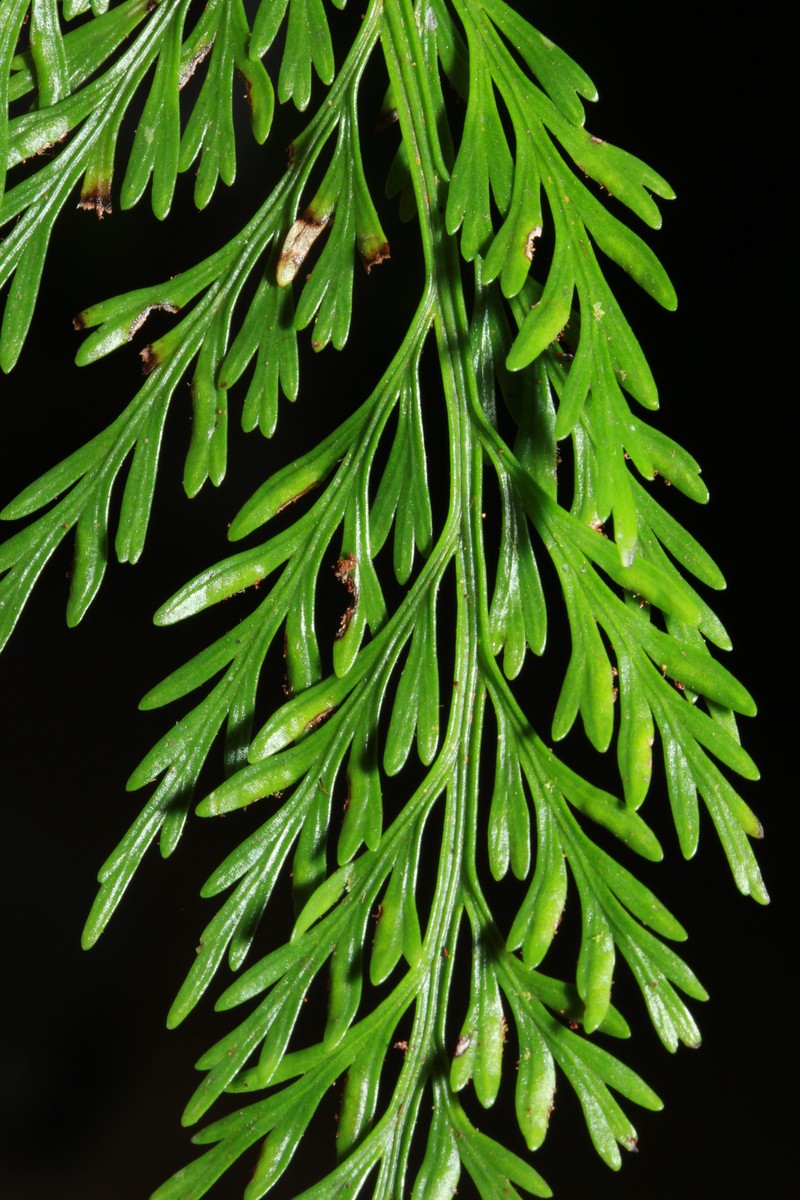 Asplenium powellii photo 3