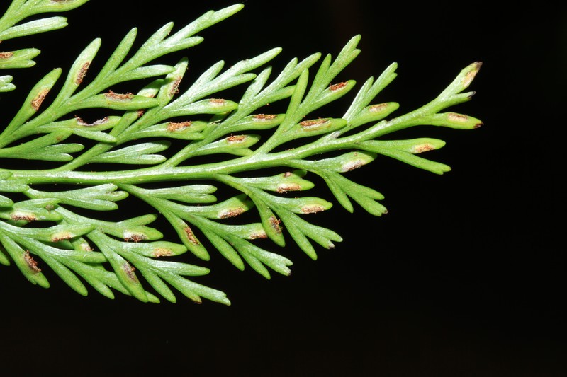 Asplenium powellii photo 4