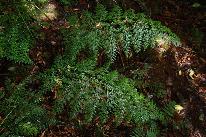 Asplenium powellii photo 5