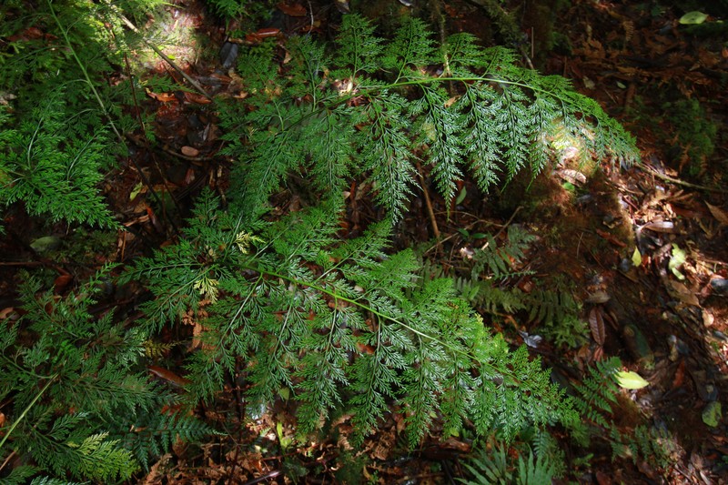 Asplenium powellii photo 6