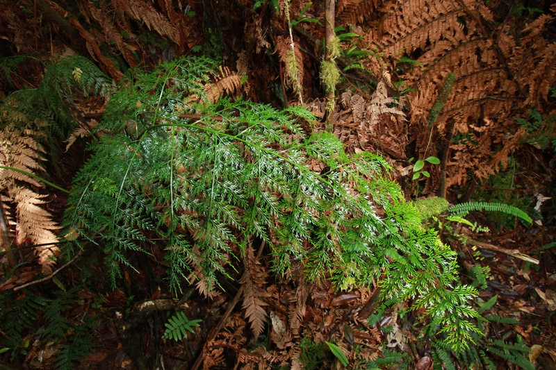 Asplenium powellii photo 7
