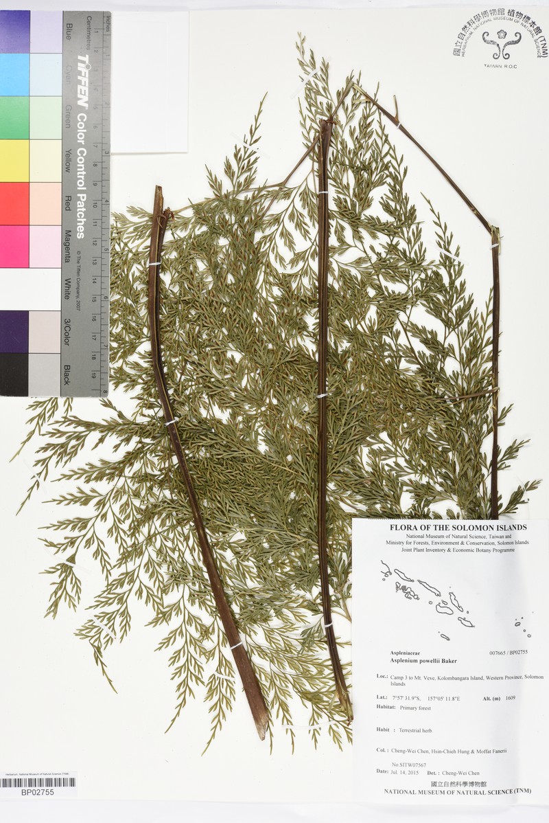 Asplenium powellii photo 8