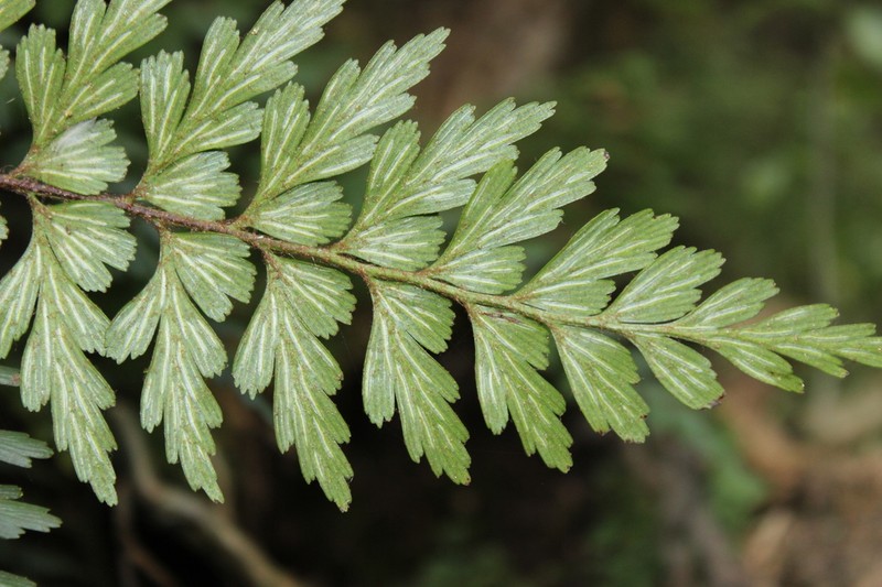 Asplenium praemorsum photo 3