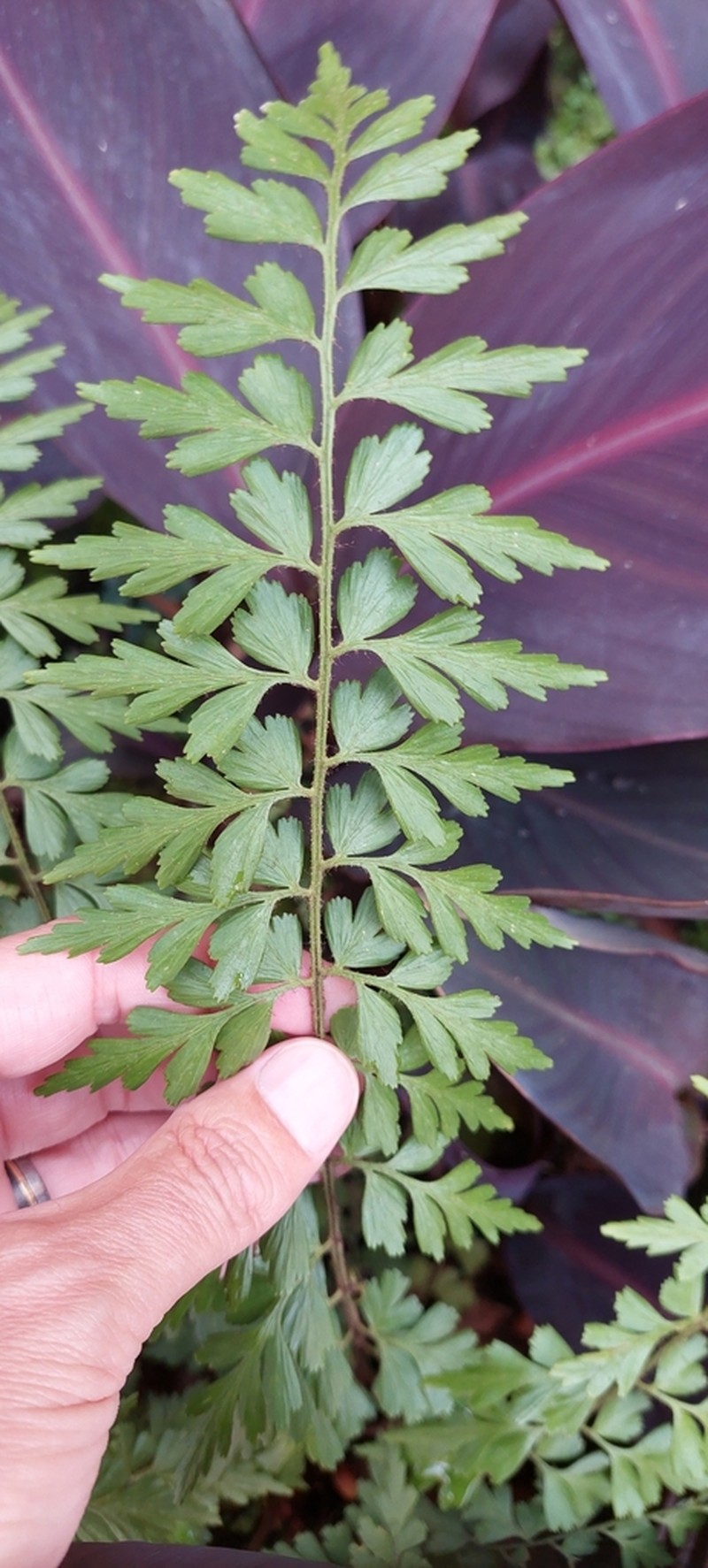 Asplenium praemorsum photo 4