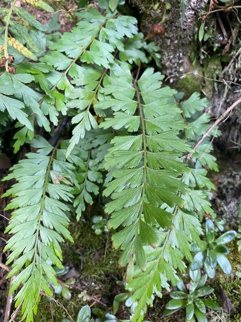 Asplenium praemorsum photo 5