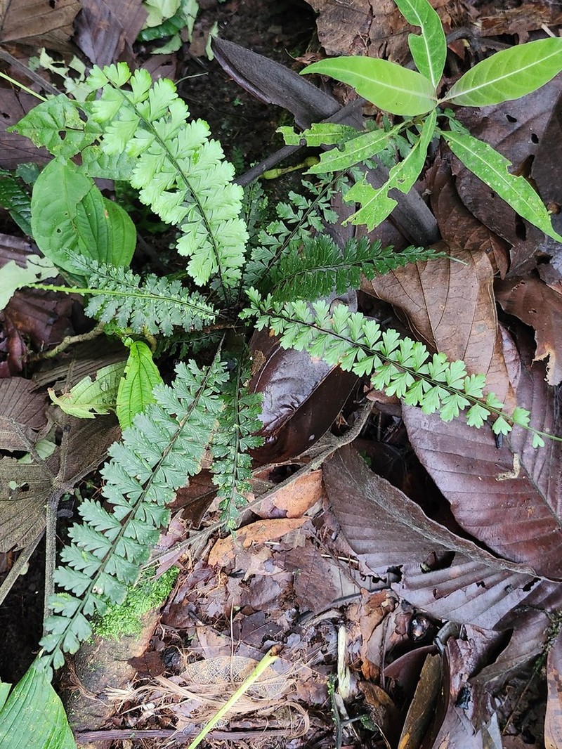 Asplenium praemorsum photo 6