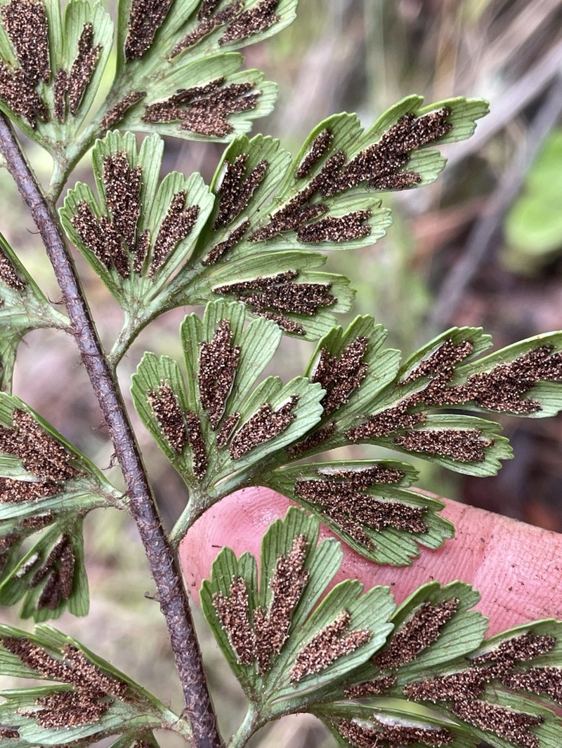 Asplenium praemorsum photo 7