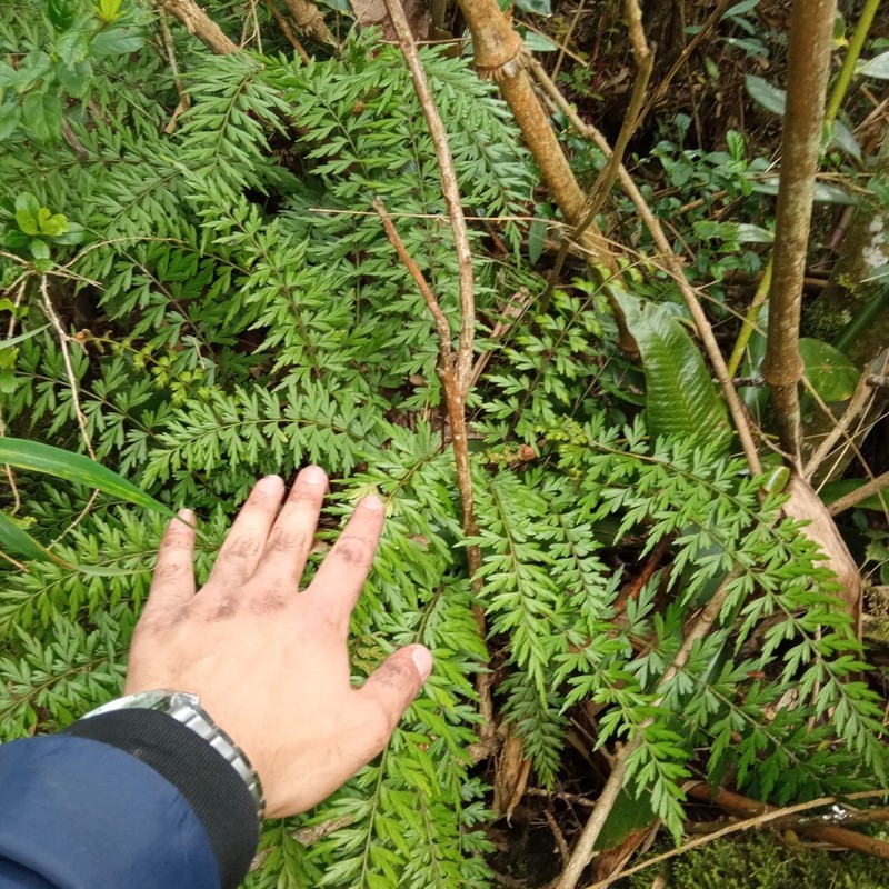 Asplenium praemorsum photo 8