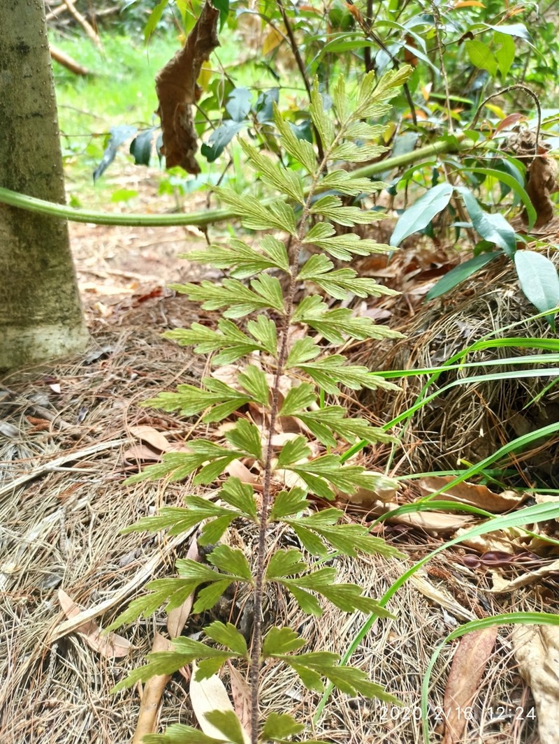 Asplenium praemorsum
