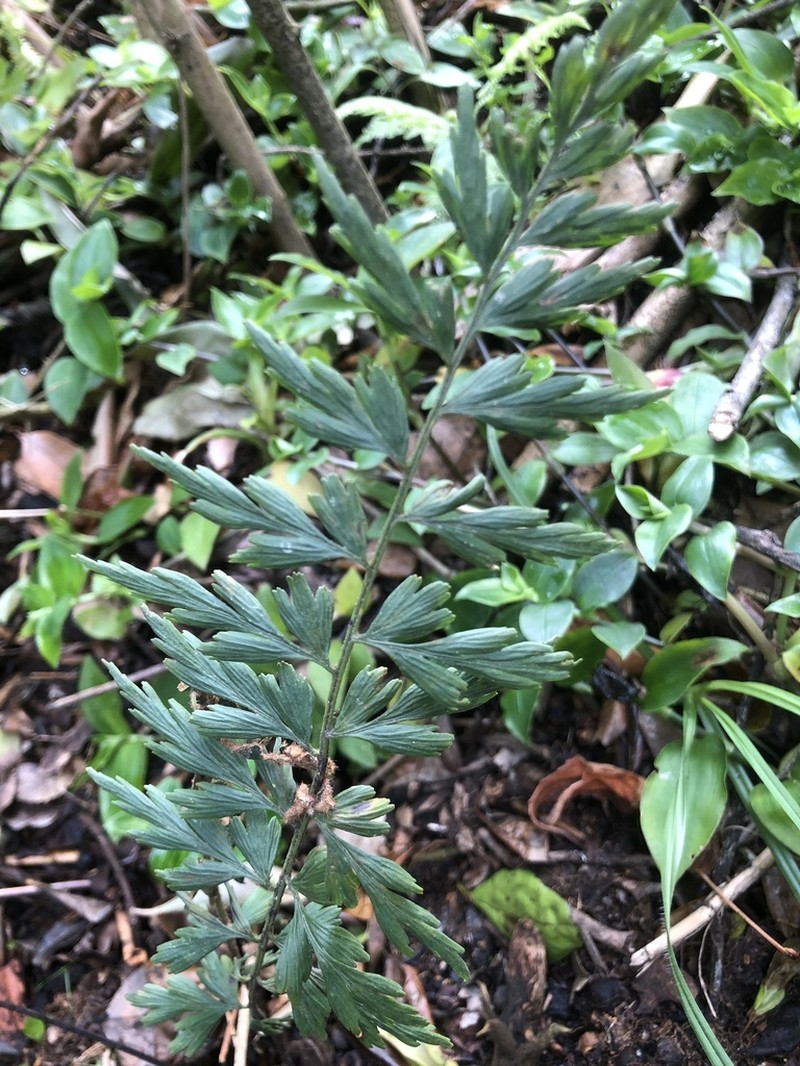 Asplenium praemorsum photo 2