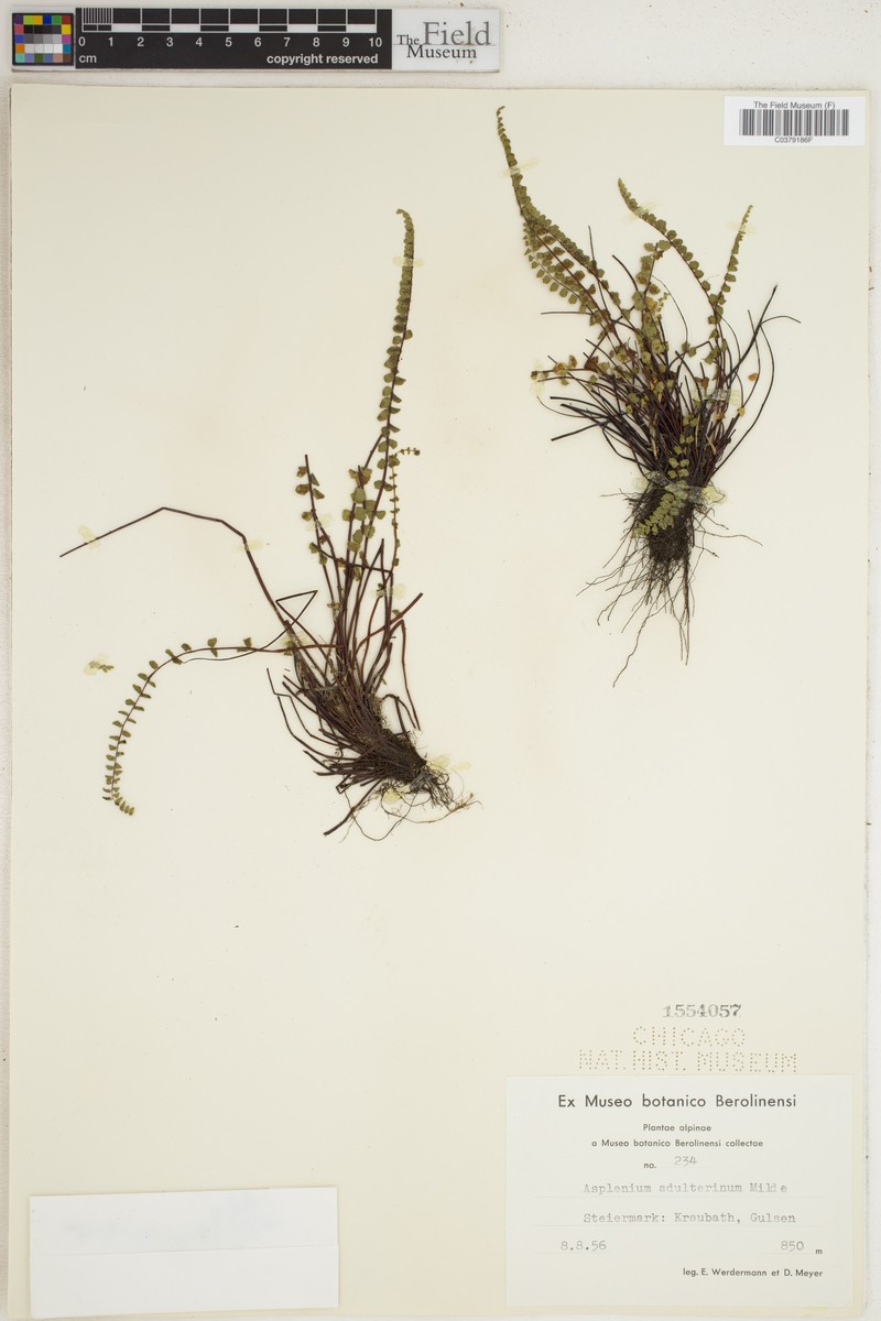 Asplenium presolanense photo 3