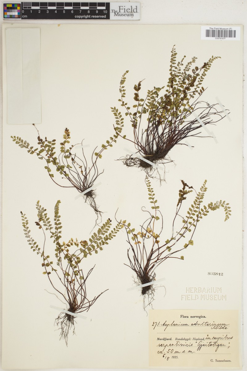 Asplenium presolanense photo 4