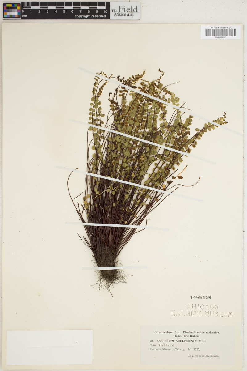 Asplenium presolanense photo 5
