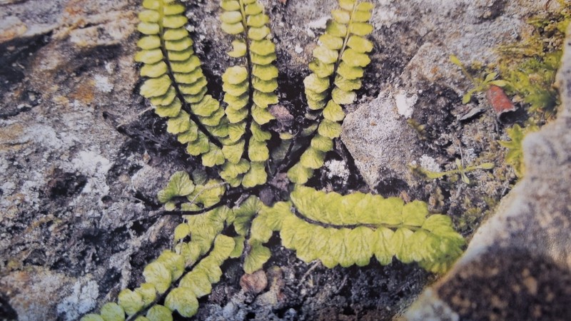 Asplenium presolanense