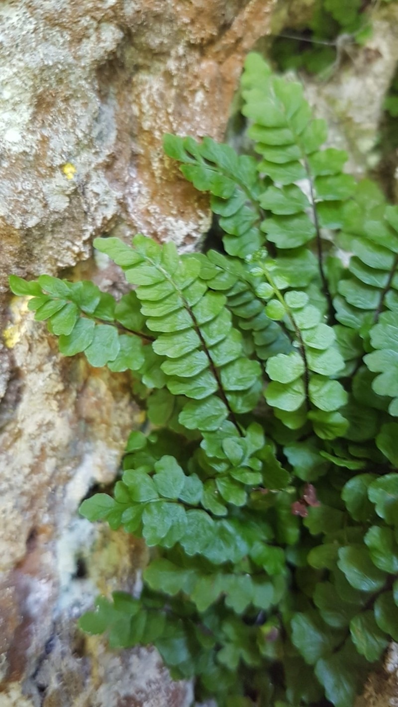 Asplenium presolanense photo 2