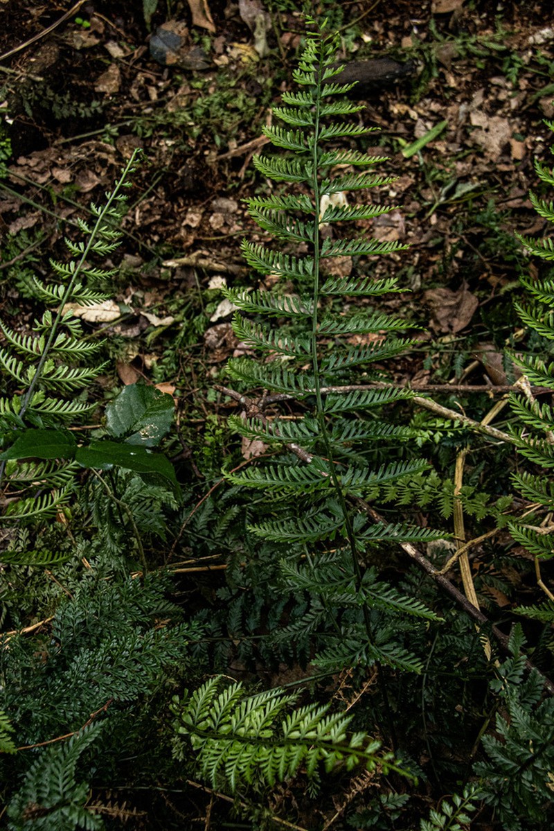 Asplenium preussii
