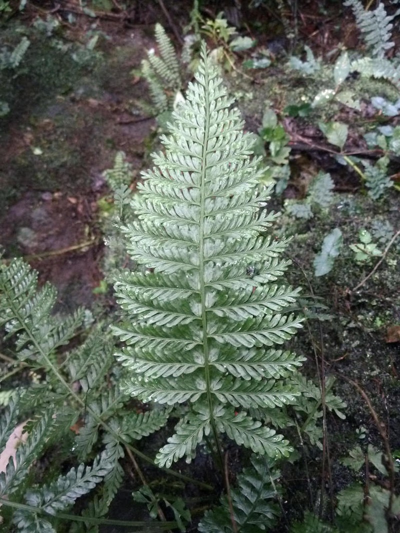 Asplenium preussii photo 2