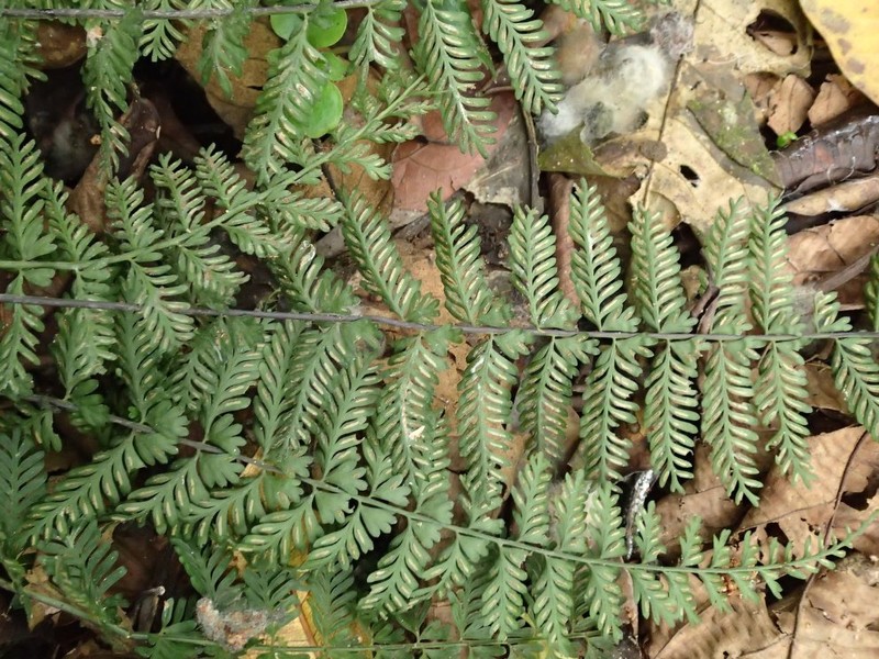 Asplenium preussii photo 4