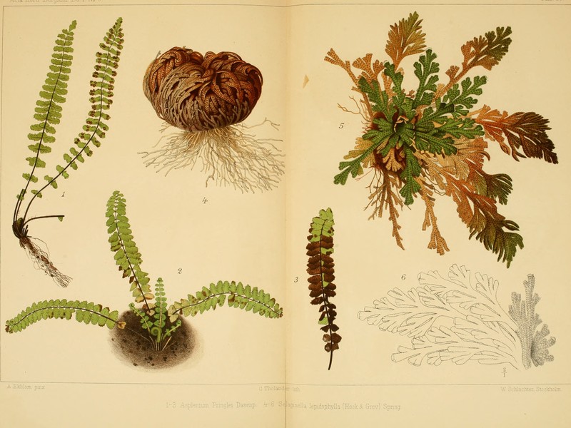 Asplenium pringlei