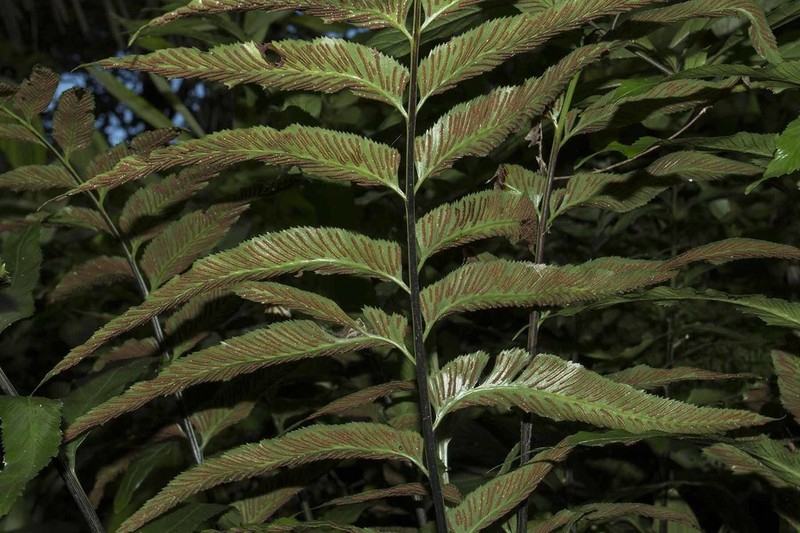 Asplenium prionites