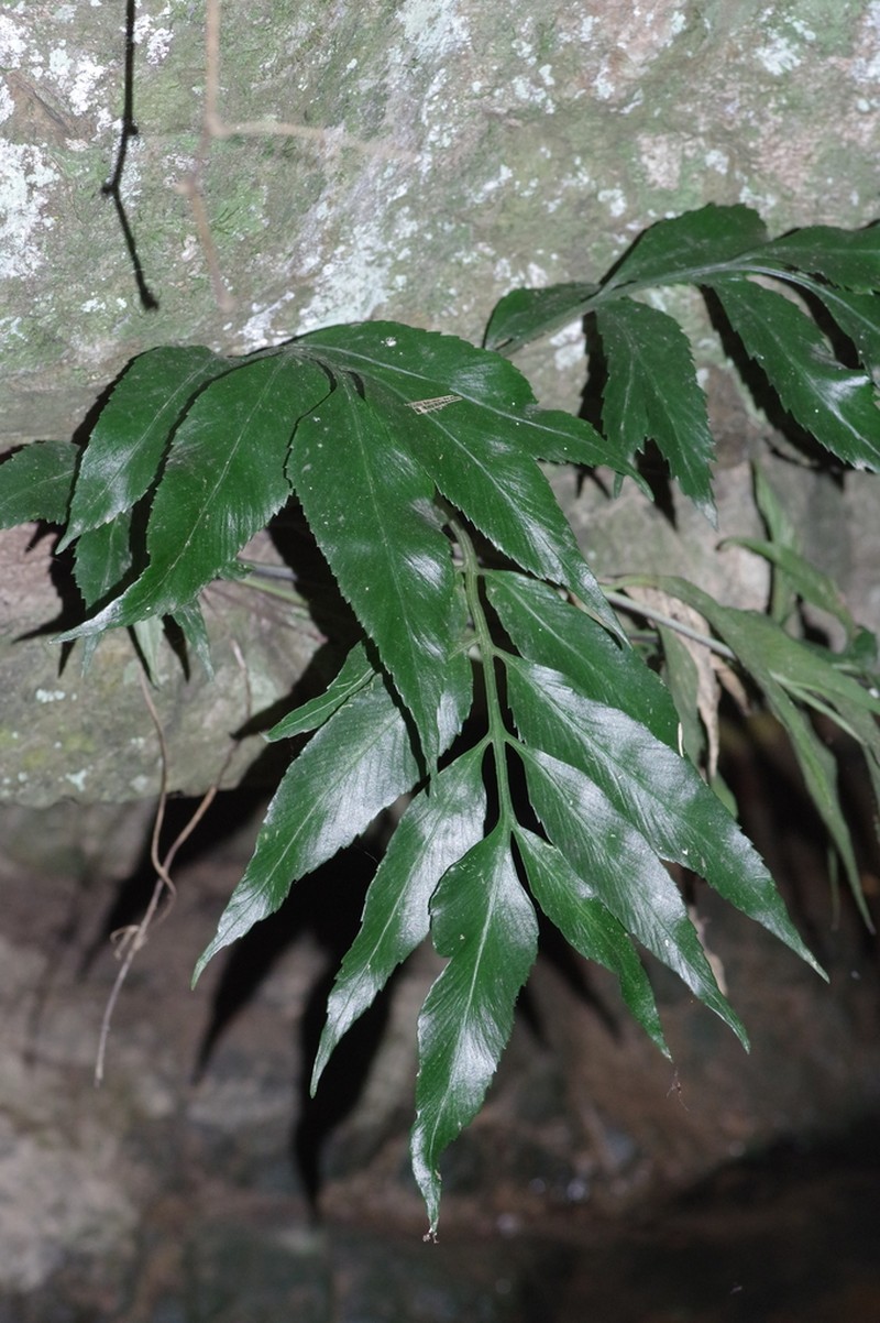 Asplenium prionites photo 2