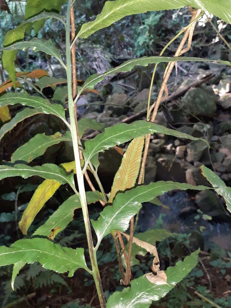 Asplenium prionites photo 3