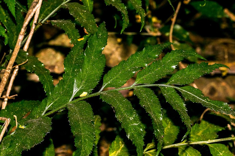 Asplenium prionites photo 4