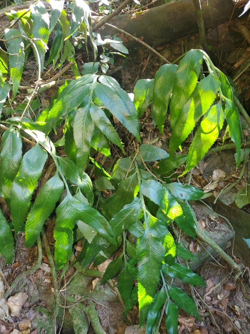 Asplenium prionites photo 5