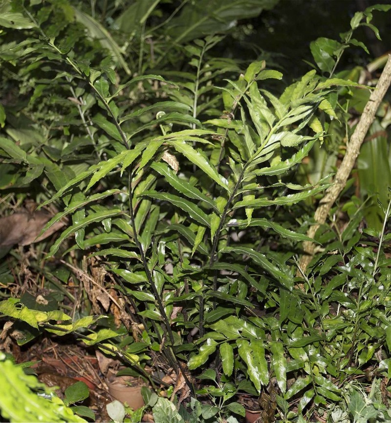 Asplenium prionites photo 6