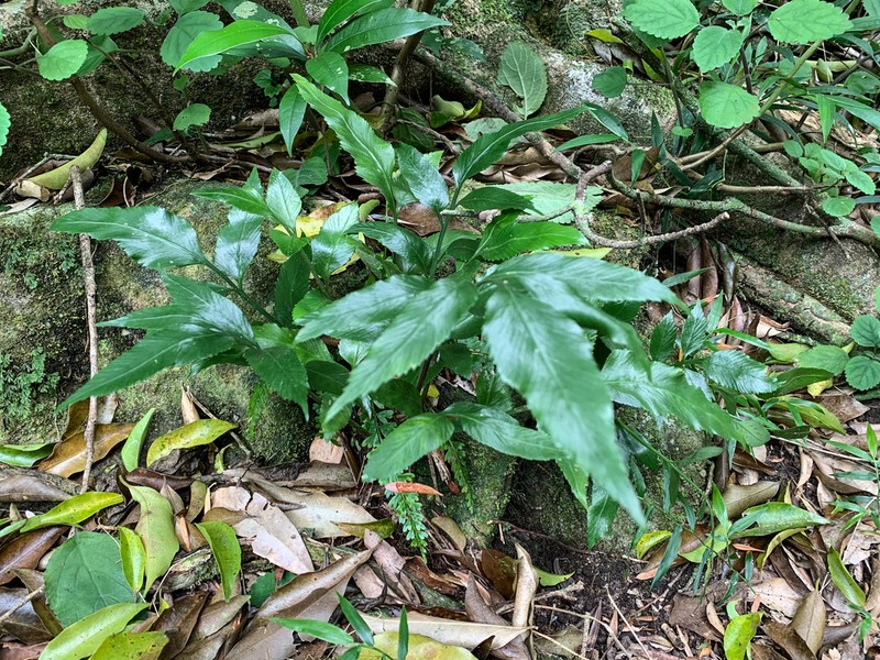 Asplenium prionites photo 7