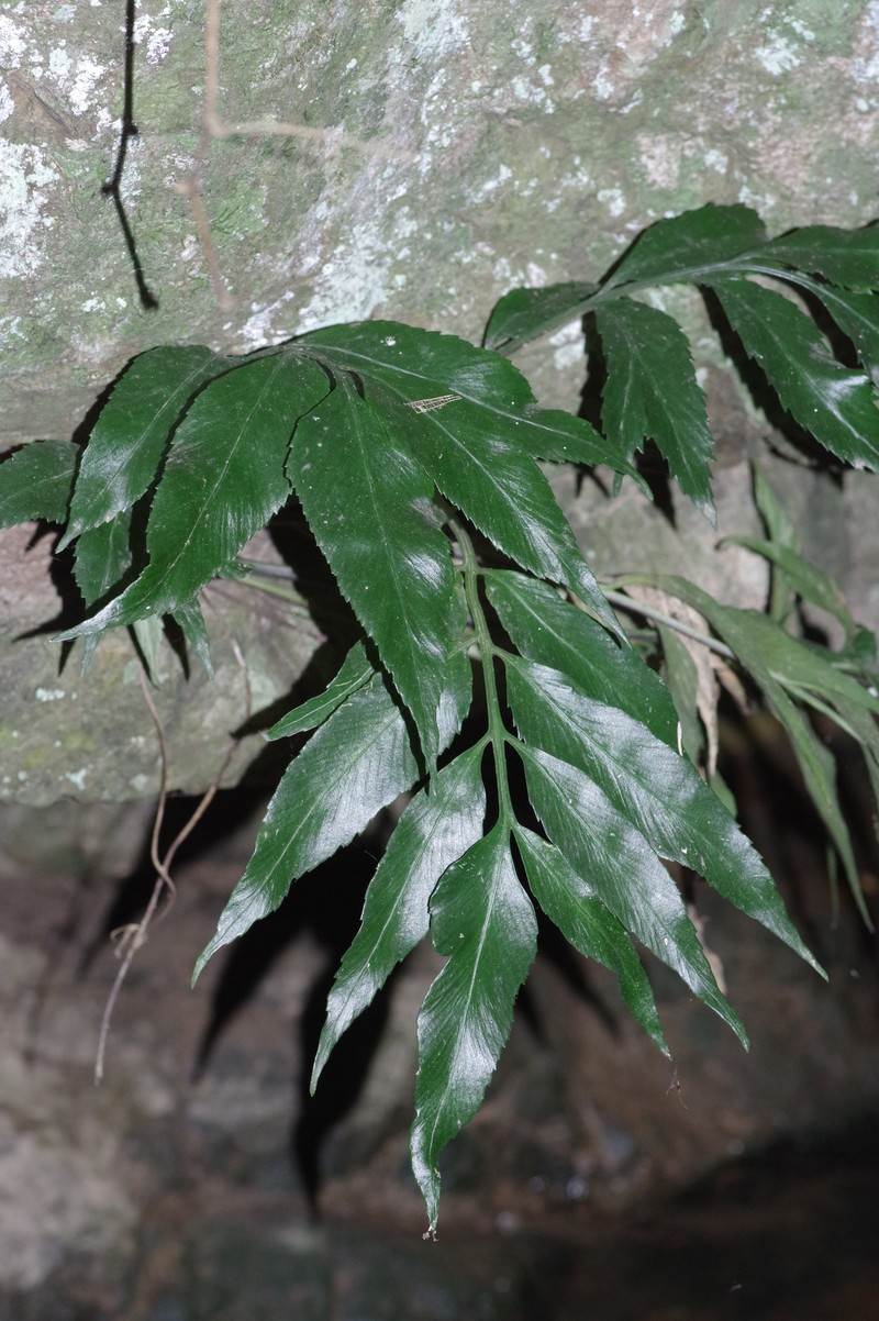 Asplenium prionites photo 8