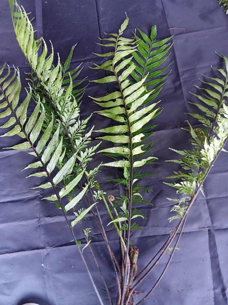 Asplenium prionurus